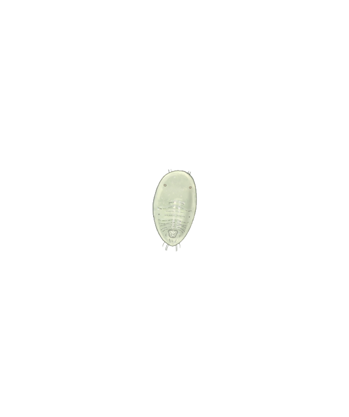Greenhouse whitefly Trialeurodes vaporariorum Egg circle Illustration